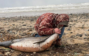 24 dead dolphins washed ashore on Eyüp Sultan coast!